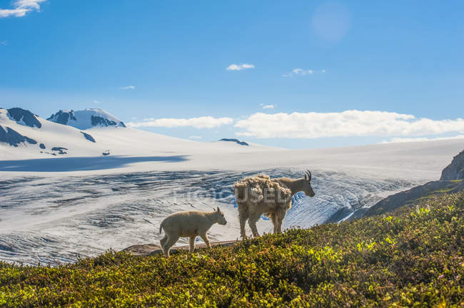 Veduta panoramica delle capre di montagna nel Kenai Fjords National Park, Alaska, Stati Uniti d'America — Foto stock
