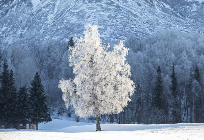 Tree covered in hoar frost in the foreground with a forest and mountain in the background; Alaska, United States of America — Stock Photo