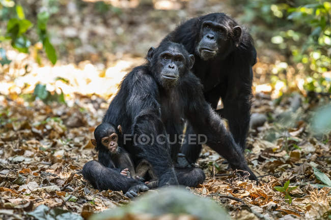 Chimpancés hembras (Pan troglodytes) y un bebé pequeño en el Parque Nacional de las Montañas Mahale a orillas del Lago Tanganica; Tanzania - foto de stock