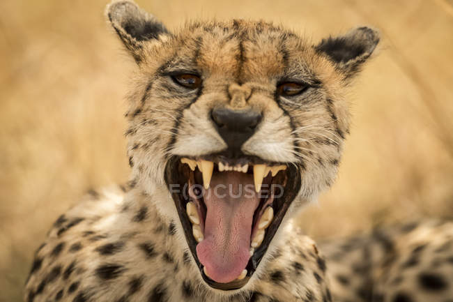 Vista de primer plano de guepardo majestuoso en la naturaleza salvaje - foto de stock