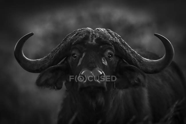 Vista panorâmica do búfalo africano na natureza selvagem, preto e branco — Fotografia de Stock