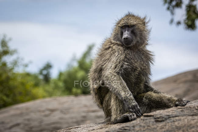 Olive baboon (Papio anubis) sitting on rock turning head, Serengeti National Park; Tanzania — Stock Photo