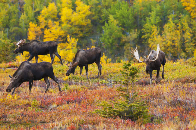 Scenic view of majestic bull moose in wild nature, Chugach State Park, Alaska, United States of America — Stock Photo