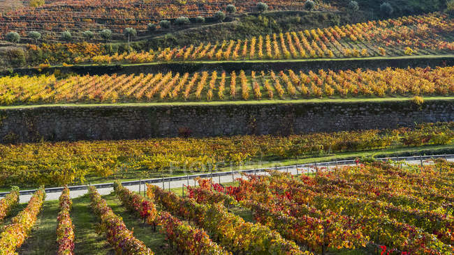 Барвисті листя винограду в винограднику, Дору долині; Португалія — стокове фото
