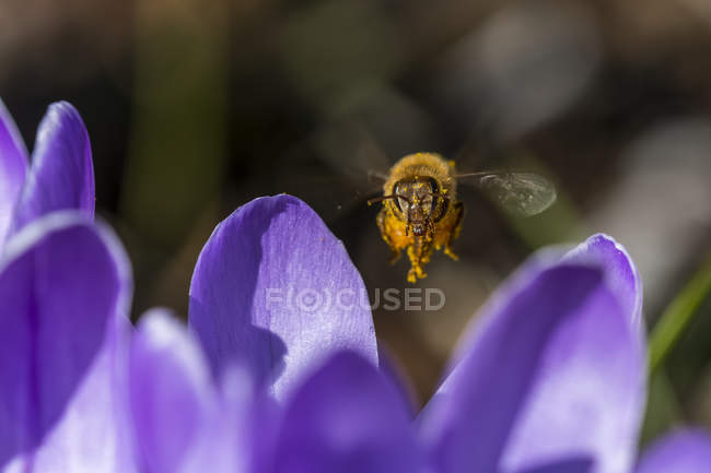 Honey bee visiting crocus blossoms; Astoria, Oregon, Estados Unidos da América — Fotografia de Stock