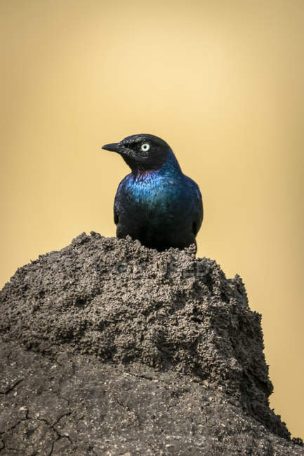 Ruppell long-tailed starling against blurred background — Stock Photo