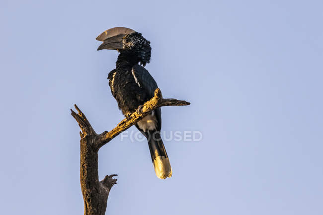 Hornbill (Bucerotidae) appollaiato su un albero morto contro un cielo blu, Lago Langano; Regione Oromia, Etiopia — Foto stock