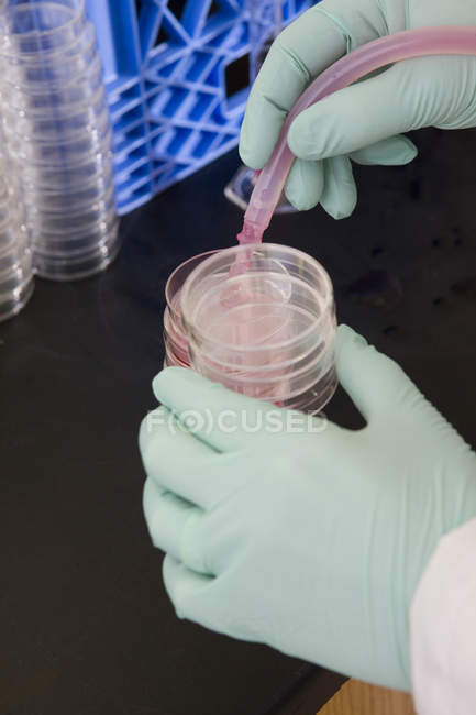 Técnico de laboratório enchendo placas de Petri — Fotografia de Stock