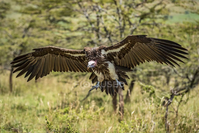 Avvoltoio dalla faccia appellata contro lo sfondo sfocato — Foto stock