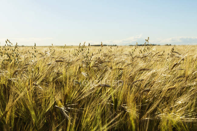 Campo de cebada con avena mezclada con un telón de fondo de cielo azul y nube en el horizonte; Legal, Alberta, Canadá - foto de stock