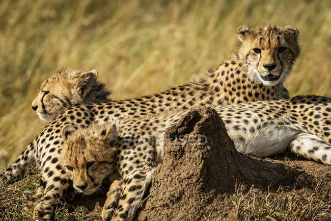 Maestoso ritratto panoramico ghepardi a natura selvaggia, sfondo sfocato — Foto stock