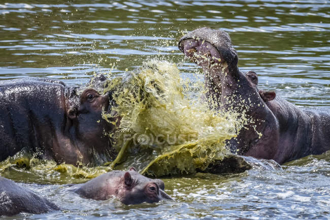 Vista panoramica di ippopotami maestosi che combattono in acqua — Foto stock