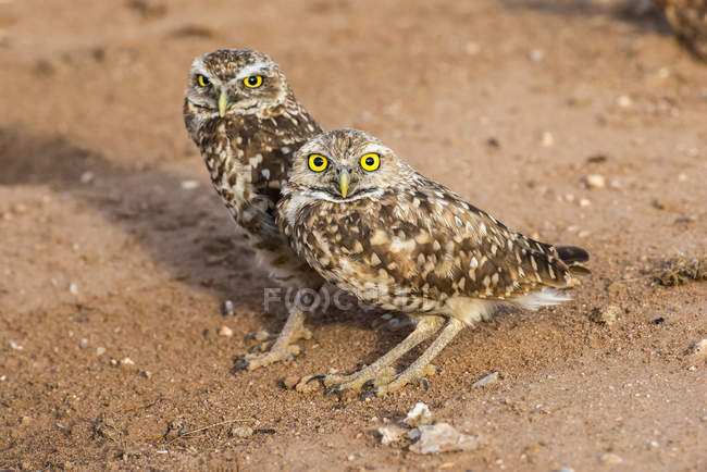 Closeup view of beautiful Burrowing Owl birds in wild nature, blurring background — Stock Photo