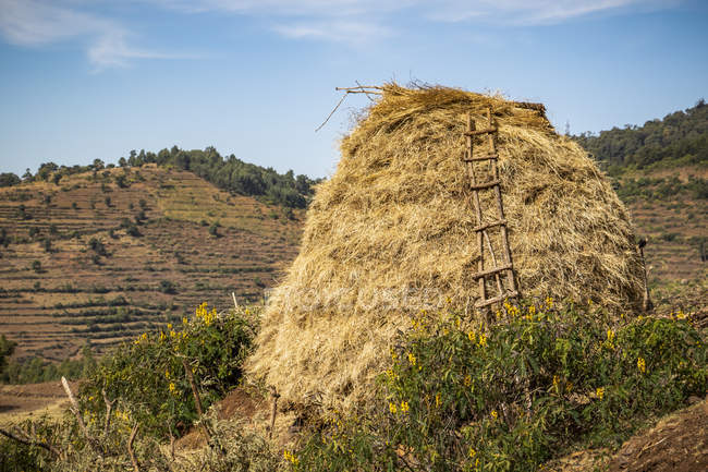 Afloramento rochoso coberto com palha e uma escada encostada contra ele; Adis Zemen, Região de Amhara, Etiópia — Fotografia de Stock