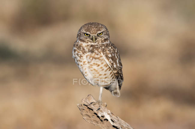 Closeup view of beautiful Burrowing Owl bird in wild nature, blurring background — Stock Photo