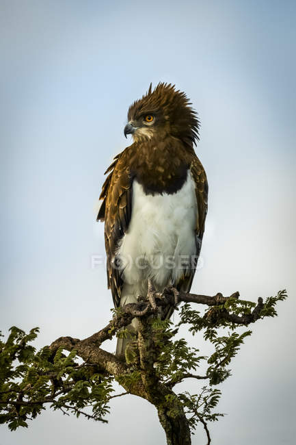 Águia-cobra-de-peito-preto olhando para baixo de árvores frondosas — Fotografia de Stock