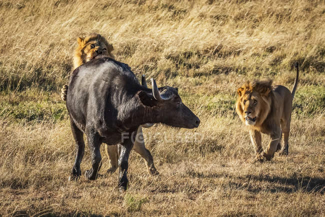 Vista panorâmica de leões majestosos na natureza selvagem atacando touro — Fotografia de Stock