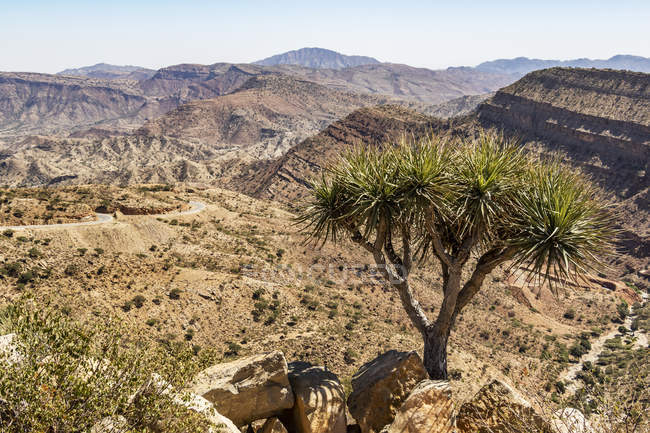 Vue panoramique sur Tree dans l'escarpement éthiopien ; région d'Afar, Éthiopie — Photo de stock