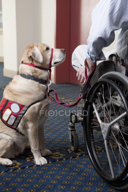 Perro de servicio con un hombre en silla de ruedas con una lesión en la médula espinal en un ascensor - foto de stock