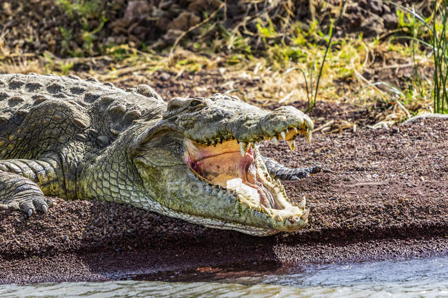 Crocodile du Nil (Crocodylus niloticus) dans le lac Chamo, parc national Nechisar ; Éthiopie — Photo de stock