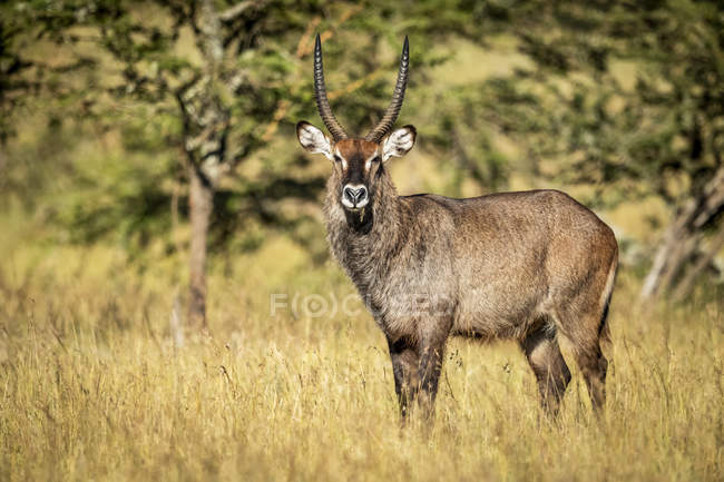 Männlicher defassa-wasserbock (kobus ellipsiprymnus) in grasbeäugender kamera, serengeti; tansania — Stockfoto