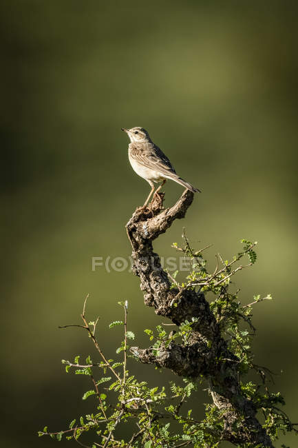 Rattling cisticola against blurred background — Stock Photo