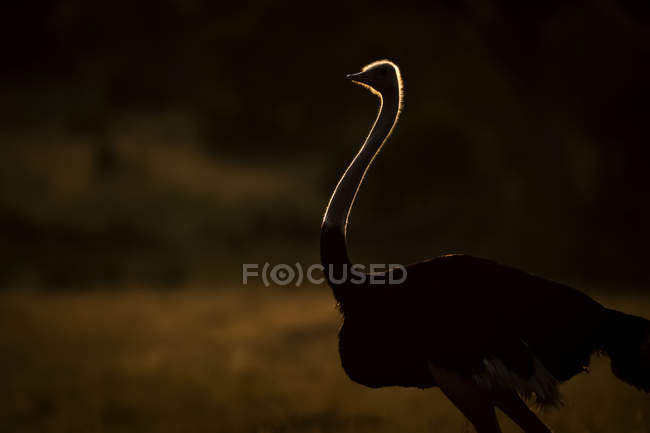 Männlicher Strauß (struthio camelus), der in der Morgendämmerung im goldenen Licht der Sonne steht, Serengeti; Tansania — Stockfoto