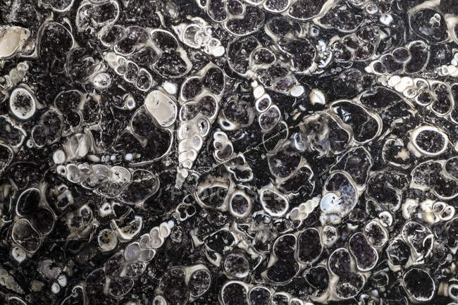 Schwarz-Weiß-Aufnahme einer fossilen Scheibe prähistorischer Muscheln; Kanada — Stockfoto