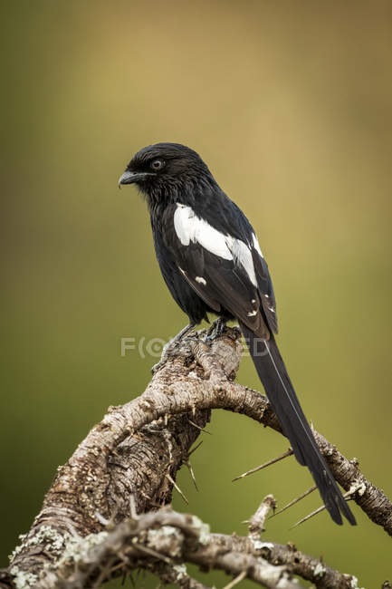 Magpie shrike looks down from thorny branch — Stock Photo