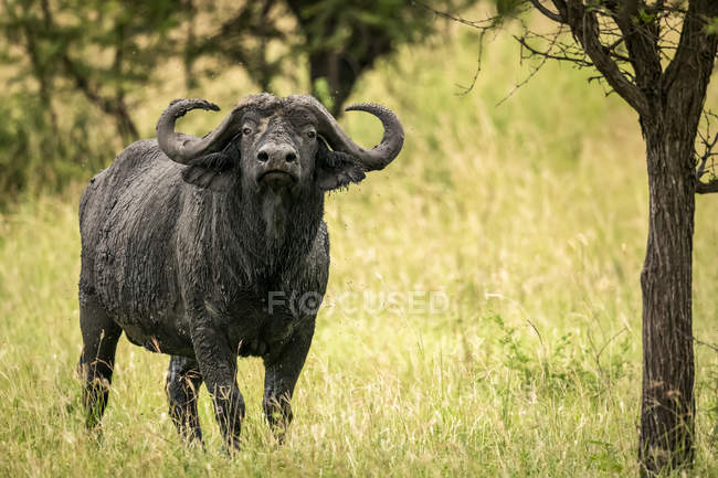 Cape buffalo (Syncerus caffer) standing under tree lifting head, Serengeti; Tanzania — Stock Photo