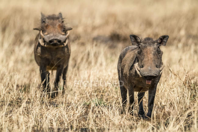 Warthogs comune (Phacochoerus africanus) guardando la fotocamera con un altro dietro, Serengeti; Tanzania — Foto stock