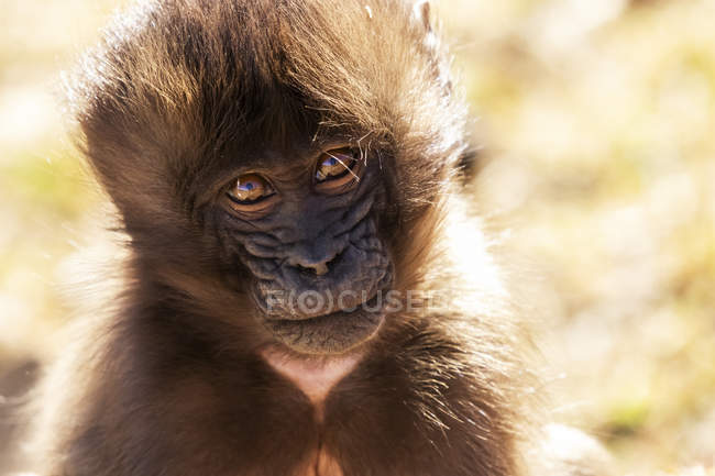 Gelada baby (theropithecus gelada), simien nationalpark; amhara region, äthiopien — Stockfoto