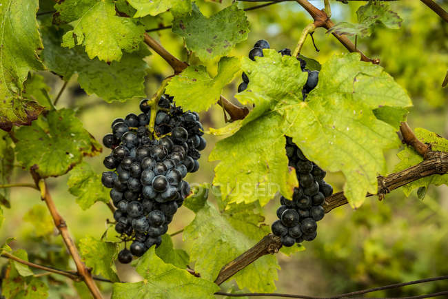 Close-up of several clusters of grapes hanging from vine with green leaves — Stock Photo
