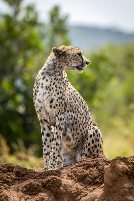 Majestic Cheetah scenic portrait at wild nature, blurred background — Stock Photo