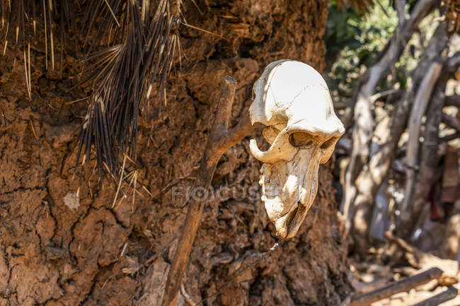 Черепи тварин на глиняній хатині; Карат-Консо, Ефіопія — стокове фото