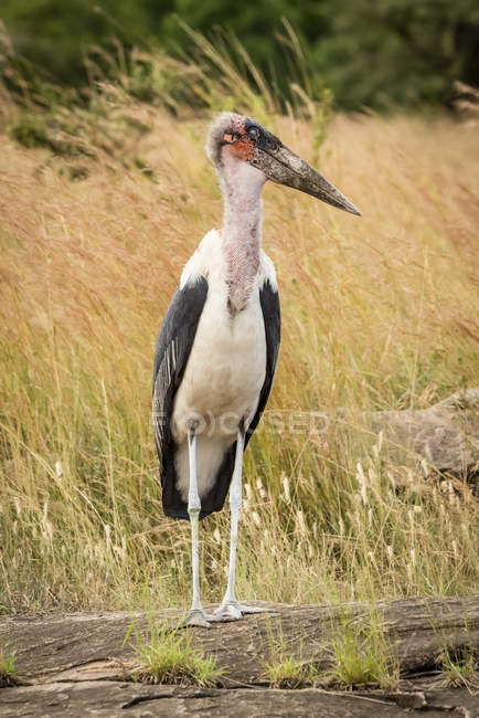 Marabou stork standing on rock turning head — Stock Photo