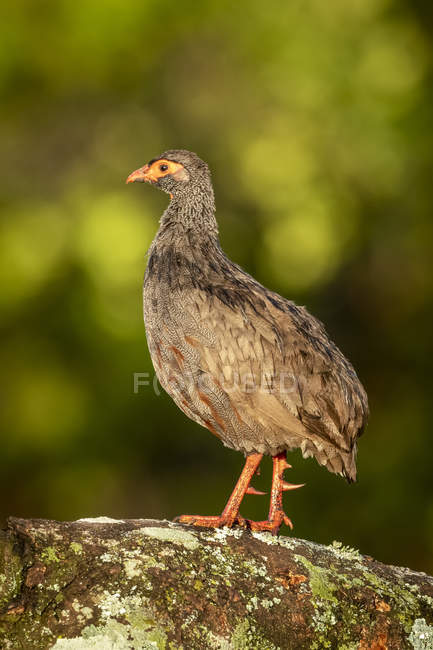 Red-necked spurfowl against blurred background — Stock Photo