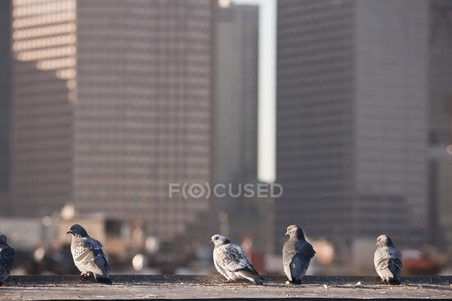 Pigeons perching on a rooftop, North End, Boston, Suffolk County, Massachusetts, USA — Stock Photo