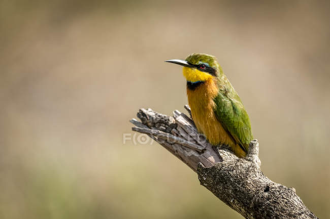 Little bee-eater (Merops pusillus) on dead branch facing left, Serengeti; Tanzania — Stock Photo
