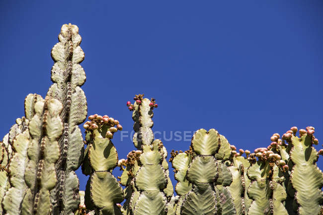 Cactos arborescentes, Dugem, Região do Tigray, Etiópia — Fotografia de Stock