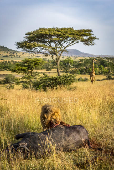 Vue panoramique du lion majestueux à la nature sauvage attaquant taureau — Photo de stock