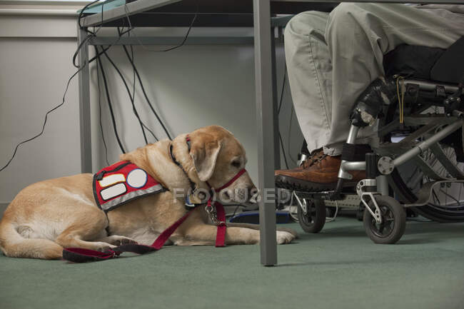 Diensthund liegt neben einem Mann im Rollstuhl mit Rückenmarksverletzung — Stockfoto
