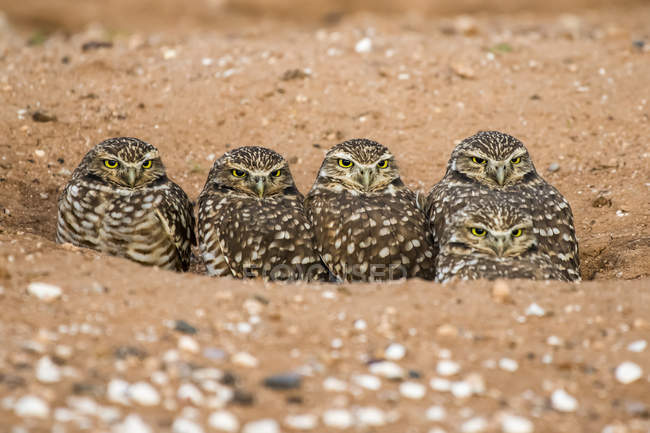 Вид крупним планом красивих птахів Burrowing Sowl у дикій природі, розмитий фон — стокове фото