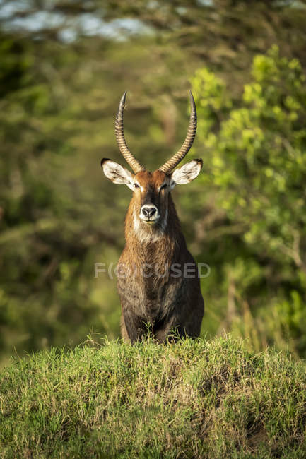 Male Defassa waterbuck (Kobus ellipsiprymnus) standing on grassy mound, Serengeti; Tanzania — Stock Photo