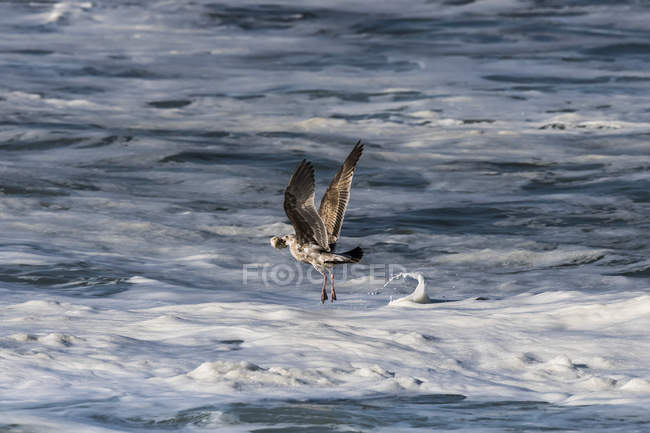 Молодая чайка летит на Орегонском побережье; Приморье, Орегон, США — стоковое фото