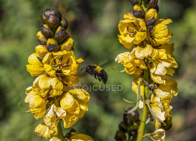 Wasp flying by yellow flowers; Axum, Tigray Region, Ethiopia — Stock Photo