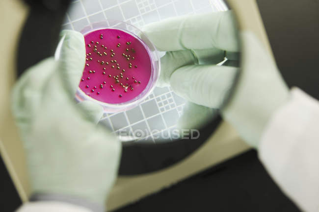 Крупный план ученого, анализирующего бактериальные колонии — стоковое фото