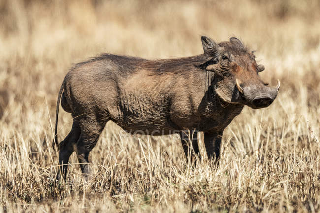 Common warthog (Phacochoerus africanus) looking at camera in burned grass, Serengeti; Tanzania — Stock Photo