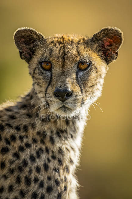 Maestoso ritratto panoramico Cheetah a natura selvaggia, sfondo sfocato — Foto stock