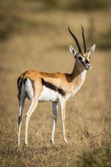 Thomsons gazelle (Eudorcas thomsonii) standing on grass turning head, Serengeti; Tanzania — Stock Photo